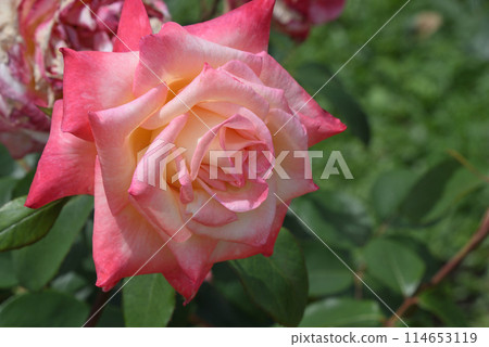 玫瑰(優雅的女士) 玫瑰(優雅的女士) 114653119