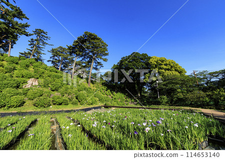 Spring/early summer (sunny) at Odawara Castle ruins, Odawara City, Kanagawa Prefecture Spring/early summer (sunny) at Odawara Castle ruins, Odawara City, Kanagawa Prefecture 114653140