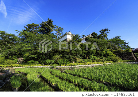Spring/early summer (sunny) at Odawara Castle ruins, Odawara City, Kanagawa Prefecture Spring/early summer (sunny) at Odawara Castle ruins, Odawara City, Kanagawa Prefecture 114653161
