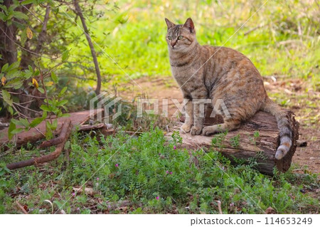 A stray cat sitting on a stump and staring A stray cat sitting on a stump and staring 114653249
