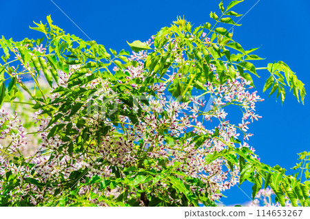 Many small flowers of pepperberry 114653267