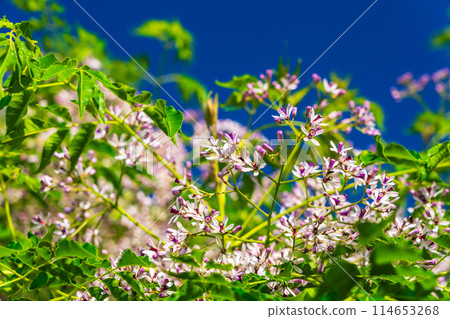 Many small flowers of pepperberry 114653268