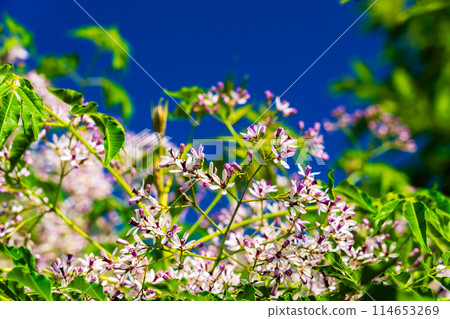 Many small flowers of pepperberry 114653269
