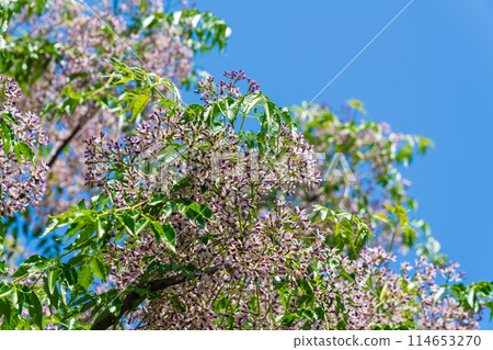 Many small flowers of pepperberry 114653270