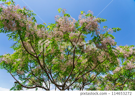Many small flowers of pepperberry 114653272