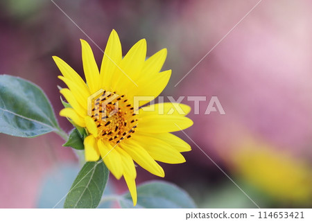 Summer image of sunflowers 114653421