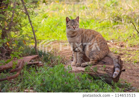 A brown tabby cat in a rural area staring at a tree stump 114653515