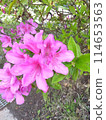 杜鵑花的花 114653563