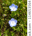 藍色的花 114653564
