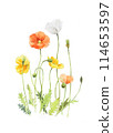Poppy watercolor 114653597