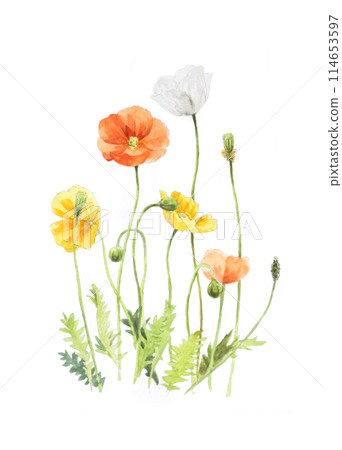 罌粟水彩 114653597