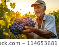 Farmer picking ripe grapes at sunrise, symbolizing bountiful harvest and labor in the vineyard 114653681
