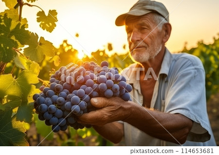 Farmer picking ripe grapes at sunrise, symbolizing bountiful harvest and labor in the vineyard 114653681