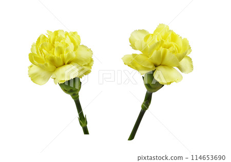 Set of yellow carnation flowers isolated on white Set of yellow carnation flowers isolated on white 114653690