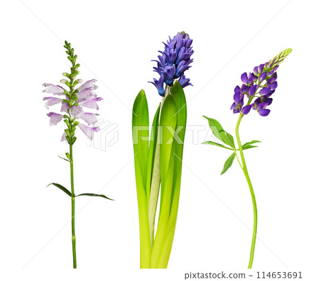 Set of flowers (physostegia, hyacinth, solidago) isolated 114653691