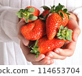 Strawberries in child's hands. The girl is holding strawberries in hands. Healthy food 114653704