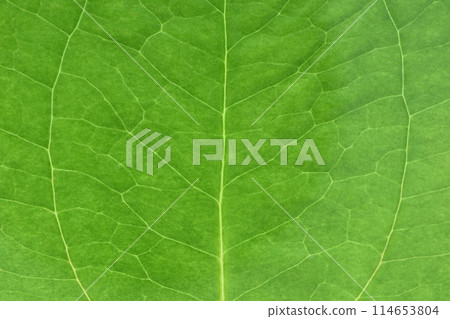 Young leaves and veins of Smilax china china Young leaves and veins of Smilax china china 114653804