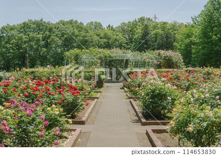 Chikozan Park / Early summer scenery of the rose garden / Saitama Prefecture Chikozan Park / Early summer scenery of the rose garden / Saitama Prefecture 114653830