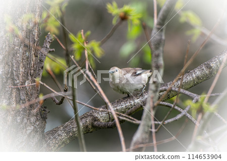 May in Hokkaido, spring for the red-cheeked starling. 114653904