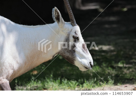 Arabian Orix Arabian Orix 114653907