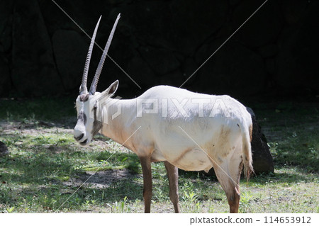 阿拉伯Orix 114653912