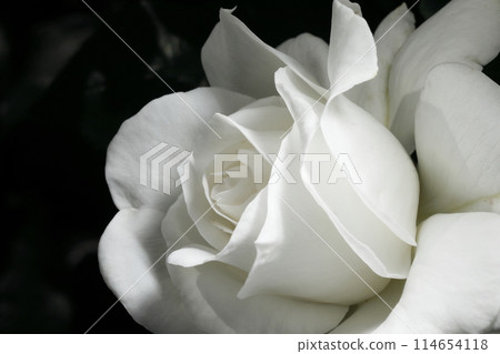 spring rose spring rose 114654118