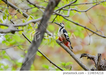 五月的北海道春季巨斑啄木鳥。 114654218