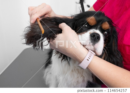 professional groomer combs the hair of Cavalier King Charles spaniel in grooming salon. 114654257