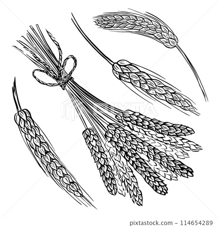 Wheat bread ears cereal crop sketch. Wheat, barley and grain malt. For poster with production process brewery of beer or whiskey. Vector vintage engraved illustration. Hand drawn design element Wheat bread ears cereal crop sketch. Wheat, barley and grain malt. For poster with production process brewery of beer or whiskey. Vector vintage engraved illustration. Hand drawn design element 114654289