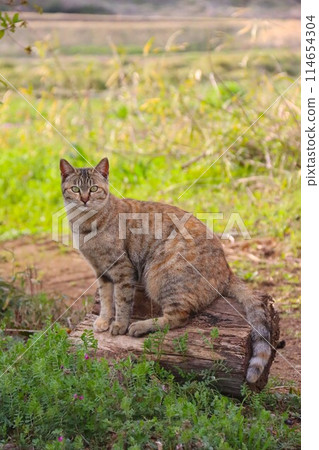 里山的一隻流浪貓坐在樹樁上,可愛地看著它。 里山的一隻流浪貓坐在樹樁上,可愛地看著它。 114654304