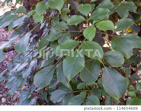 Bischofia javanica or bishop wood plant leaves Bischofia javanica or bishop wood plant leaves 114654689