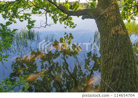 tree leaning over the river tree leaning over the river 114654704