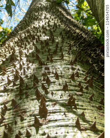 Paineira tree trunk covered with thorns. 114654705