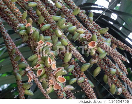Howea forsteriana or Kentia palm fruits closeup. 114654706