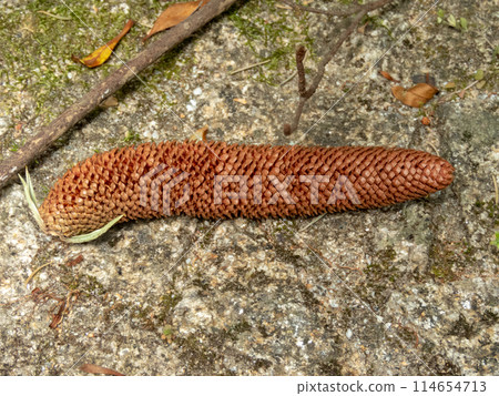 Araucaria angustifolia or Brazilian pine male cone closeup. 114654713