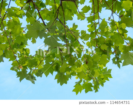 Liriodendron tulipifera or tulip tree branches in the spring 114654731