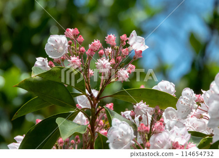 Kalmia latifolia or mountain laurel flowers and buds closeup Kalmia latifolia or mountain laurel flowers and buds closeup 114654732