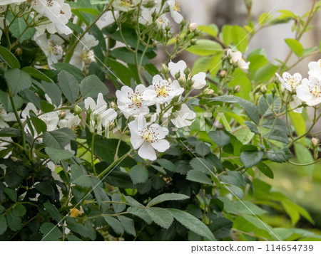 Rosa multiflora or Rosa polyantha or multiflora rose flowering plant. 114654739