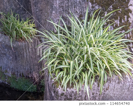 Chlorophytum comosum or spider plant Chlorophytum comosum or spider plant 114654740