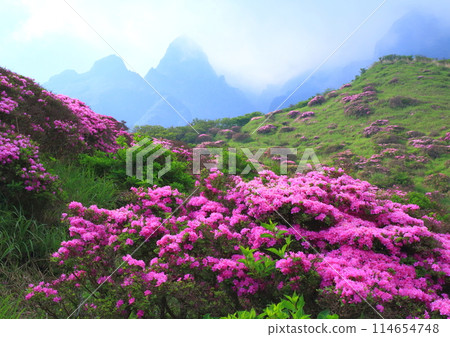 Miyamakirishi in full bloom (Sensuikyo, Aso City) 114654748