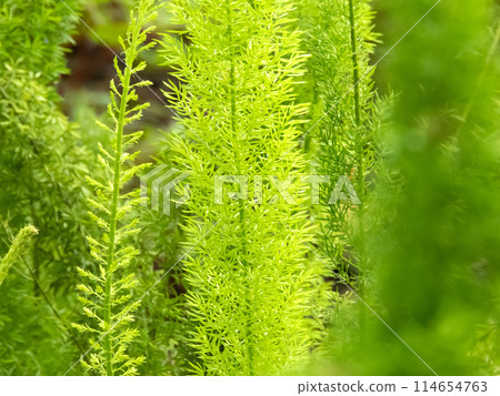 Asparagus densiflorus or asparagus fern plant closeup. 114654763