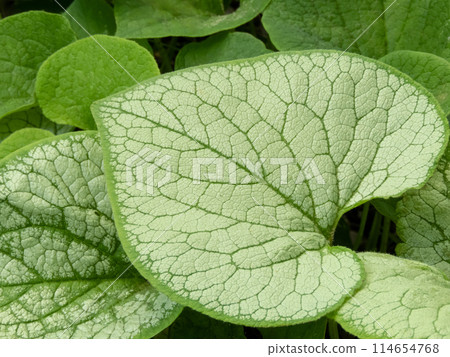 Brunnera macrophylla or largeleaf brunnera heart shaped leaf closeup Brunnera macrophylla or largeleaf brunnera heart shaped leaf closeup 114654768