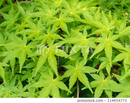 Green japanese maple branches with green leaves Green japanese maple branches with green leaves 114654773