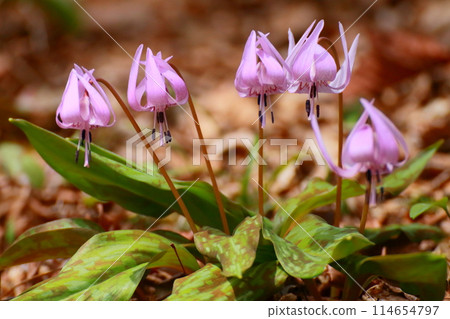 Katakuri盛開 114654797