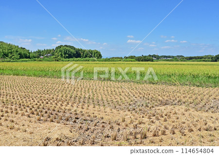 田園風光：栃木縣栃木市藤岡町的稻田 114654804