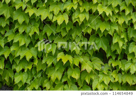 背景佈滿常春藤 114654849