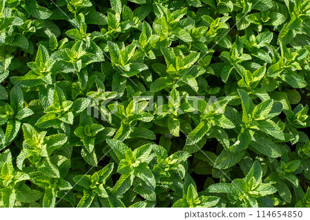 陽光照射下的薄荷葉 114654850