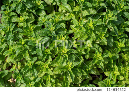 野薄荷, 藥草 114654852