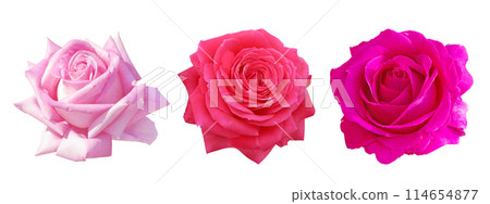 Rose flowers set isolated on white 114654877