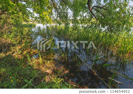reeds in a pond 114654952